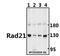 RAD21 Cohesin Complex Component antibody, GTX66677, GeneTex, Western Blot image 
