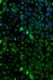 Keratin 17 antibody, GTX32548, GeneTex, Immunofluorescence image 