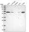 Archain 1 antibody, HPA044874, Atlas Antibodies, Western Blot image 