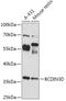 BCDIN3 Domain Containing RNA Methyltransferase antibody, 18-126, ProSci, Western Blot image 