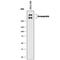 Desmoplakin antibody, MAB9080, R&D Systems, Western Blot image 