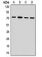 Phosphoenolpyruvate Carboxykinase 2, Mitochondrial antibody, LS-C667961, Lifespan Biosciences, Western Blot image 