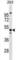 Testis Expressed Metallothionein Like Protein antibody, abx030018, Abbexa, Western Blot image 