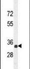 SYNCAM antibody, PA5-24196, Invitrogen Antibodies, Western Blot image 