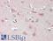 Contactin Associated Protein 1 antibody, LS-B13053, Lifespan Biosciences, Immunohistochemistry paraffin image 