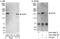 SOS Ras/Rac Guanine Nucleotide Exchange Factor 1 antibody, A301-890A, Bethyl Labs, Immunoprecipitation image 