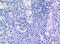 Isocitrate Dehydrogenase (NAD(+)) 3 Alpha antibody, A09544-1, Boster Biological Technology, Immunohistochemistry frozen image 