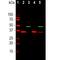 Splicing Factor 3b Subunit 4 antibody, NBP1-92692, Novus Biologicals, Western Blot image 