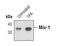 Growth Differentiation Factor 15 antibody, PA5-17066, Invitrogen Antibodies, Western Blot image 