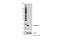 Peptidylprolyl Isomerase A antibody, 51418S, Cell Signaling Technology, Western Blot image 