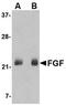 Fibroblast Growth Factor 4 antibody, NBP1-76865, Novus Biologicals, Western Blot image 
