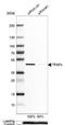 Transcription Factor AP-4 antibody, NBP1-89060, Novus Biologicals, Western Blot image 