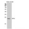 RAS Like Family 10 Member A antibody, LS-C385941, Lifespan Biosciences, Western Blot image 