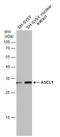 Achaete-Scute Family BHLH Transcription Factor 1 antibody, GTX129189, GeneTex, Western Blot image 