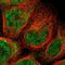 Complement C1r antibody, NBP1-86527, Novus Biologicals, Immunofluorescence image 