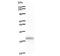 Scm Polycomb Group Protein Like 1 antibody, LS-C342811, Lifespan Biosciences, Western Blot image 