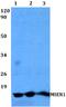 Migration And Invasion Enhancer 1 antibody, A07379, Boster Biological Technology, Western Blot image 