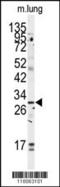 Golgi phosphoprotein 3 antibody, MBS9209171, MyBioSource, Western Blot image 