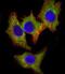 HCK Proto-Oncogene, Src Family Tyrosine Kinase antibody, M01073, Boster Biological Technology, Immunofluorescence image 