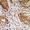 Transmembrane Protein 43 antibody, LS-C668302, Lifespan Biosciences, Immunohistochemistry paraffin image 