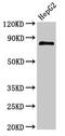 Nuclear Receptor Subfamily 3 Group C Member 1 antibody, CSB-PA016059LA01HU, Cusabio, Western Blot image 
