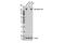 Neurofascin antibody, 15034S, Cell Signaling Technology, Western Blot image 