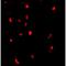 Cbl Proto-Oncogene antibody, LS-C19649, Lifespan Biosciences, Immunofluorescence image 
