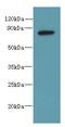 PBX Homeobox Interacting Protein 1 antibody, LS-C379134, Lifespan Biosciences, Western Blot image 