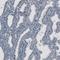 Forkhead Box J1 antibody, NBP2-59032, Novus Biologicals, Immunohistochemistry frozen image 