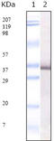 Peroxiredoxin 2 antibody, orb76347, Biorbyt, Western Blot image 