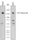 Phosphatidylinositol-4-Phosphate 3-Kinase Catalytic Subunit Type 2 Beta antibody, AF7249, R&D Systems, Western Blot image 