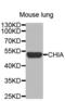 Chitinase Acidic antibody, abx002450, Abbexa, Western Blot image 