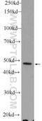 Pleckstrin Homology Domain Containing O1 antibody, 24883-1-AP, Proteintech Group, Western Blot image 