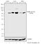 Paxillin antibody, 44-722G, Invitrogen Antibodies, Western Blot image 