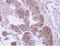 Protein Phosphatase 4 Catalytic Subunit antibody, NBP1-31117, Novus Biologicals, Immunohistochemistry paraffin image 