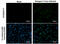 Dengue virus antibody, GTX629117, GeneTex, Immunofluorescence image 