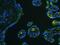 Integrin Subunit Beta 4 antibody, PB9007, Boster Biological Technology, Immunofluorescence image 
