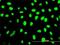 SMU1 DNA Replication Regulator And Spliceosomal Factor antibody, H00055234-M01, Novus Biologicals, Immunofluorescence image 