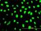 WD40 repeat-containing protein SMU1 antibody, H00055234-M01, Novus Biologicals, Immunofluorescence image 