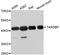 TAR DNA-binding protein 43 antibody, STJ110985, St John