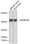 Adenosine A2a Receptor antibody, 16-289, ProSci, Western Blot image 