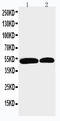 NADPH Oxidase Activator 1 antibody, LS-C313065, Lifespan Biosciences, Western Blot image 