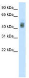SRY-Box 3 antibody, TA343547, Origene, Western Blot image 
