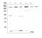 ASXL Transcriptional Regulator 1 antibody, A01099, Boster Biological Technology, Western Blot image 