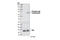 Spleen Associated Tyrosine Kinase antibody, 2710S, Cell Signaling Technology, Western Blot image 