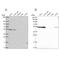 RuvB Like AAA ATPase 2 antibody, NBP2-57593, Novus Biologicals, Western Blot image 
