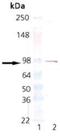 Estrogen Receptor 1 antibody, NBP1-19318, Novus Biologicals, Western Blot image 