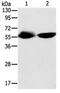 Tektin 3 antibody, PA5-49713, Invitrogen Antibodies, Western Blot image 