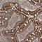 Sodium Channel And Clathrin Linker 1 antibody, NBP1-93891, Novus Biologicals, Immunohistochemistry frozen image 