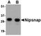 Leukocyte Immunoglobulin Like Receptor B1 antibody, orb6231, Biorbyt, Western Blot image 